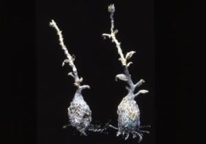 Susan Collett. Seedling Pair.