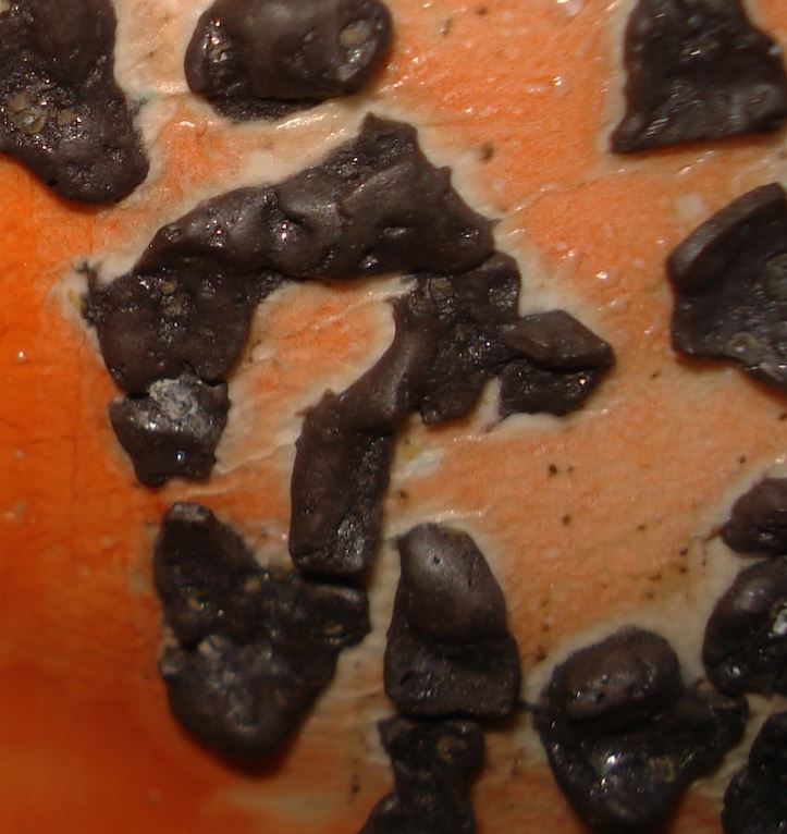 Harlan House, Detail of Marine Wudi glaze.