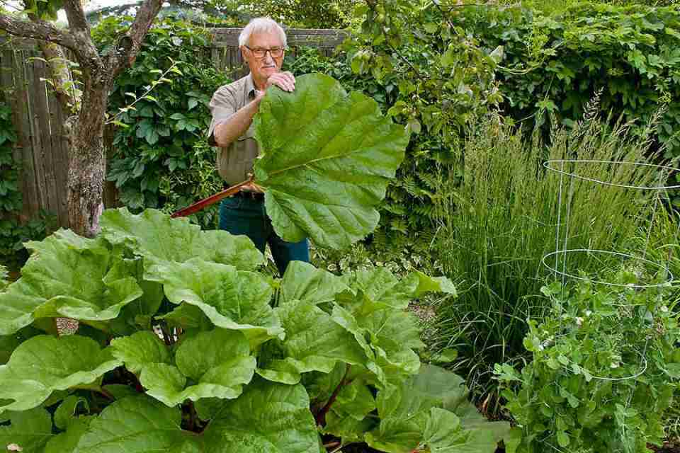 Rhubarb, from Victor Cicansky’s blog,